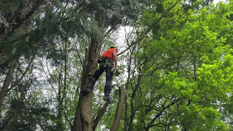 Trusted Morgan City, LA Tree Removal and Landscaping Services Experts